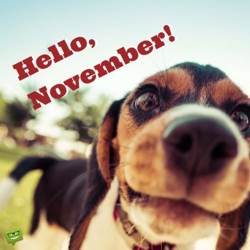 November image with cute puppy. | Birthday Wishes Expert Hello, November!