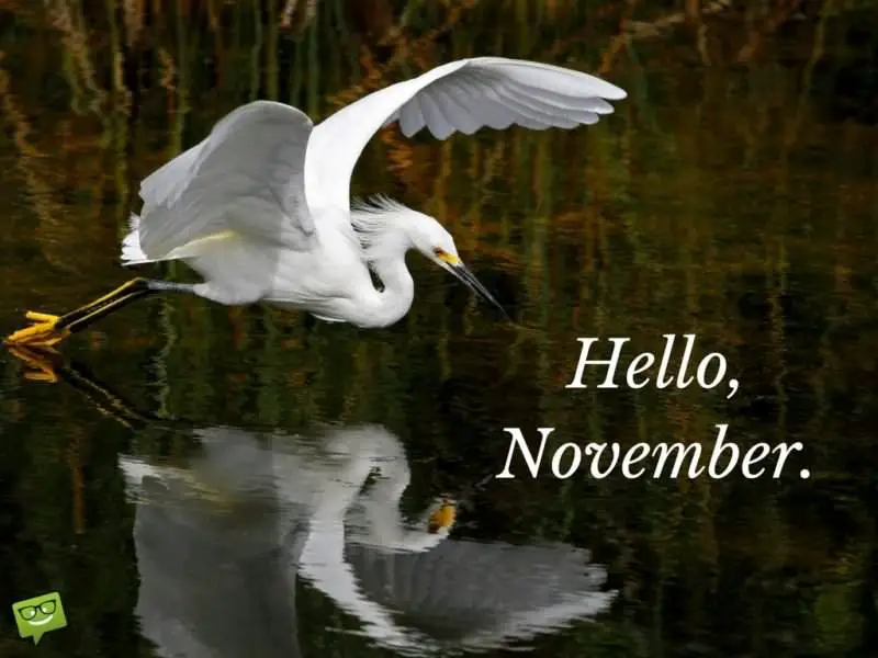 November image with beautiful white bird. | Birthday Wishes Expert Hello, November!