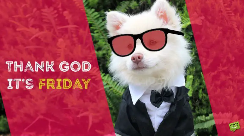 Funny Friday meme with cute dog. | Birthday Wishes Expert Thanks God it's Friday!
