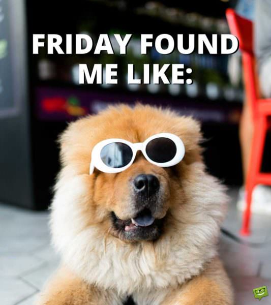 Funny Friday quote on picture with dog wearing sunglasses. | Birthday Wishes Expert Friday found me like: