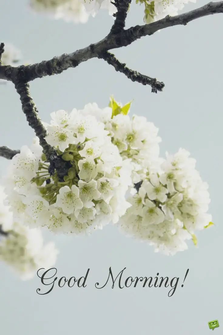 Good Morning Picture With White Blooms