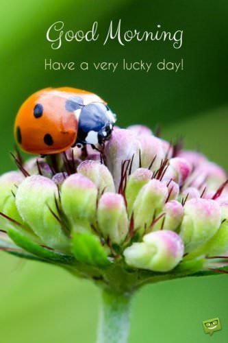 Good Morning. Have a lucky day.