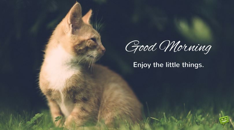 Cute & Funny Good Morning Images and Memes with Animals