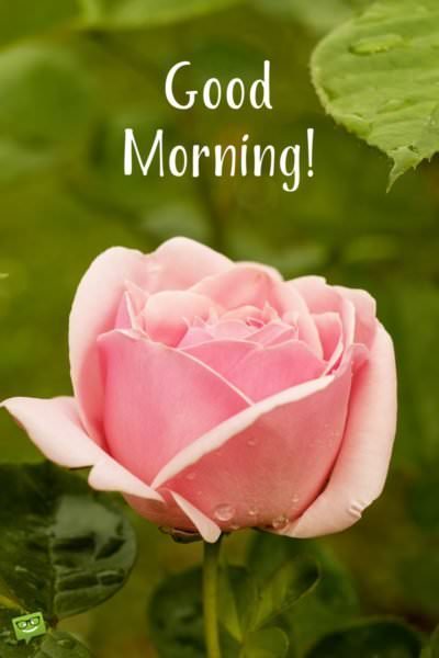 Good morning wish on picture with rose flower. | Birthday Wishes Expert Good Morning.