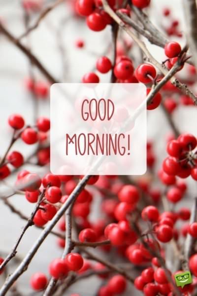 Good morning wish on picture with winter decorative plants. | Birthday Wishes Expert Good Morning.
