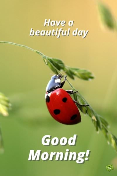 Good morning picture with lady bug for luck. | Birthday Wishes Expert Have a beautiful day. Good Morning.