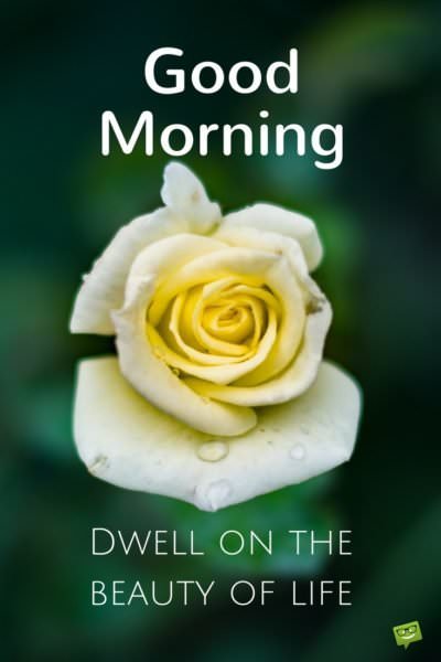 Life quote by Marcus Aurelius on good morning picture with white rose. | Birthday Wishes Expert Good Morning. Dwell on the beauty of life.