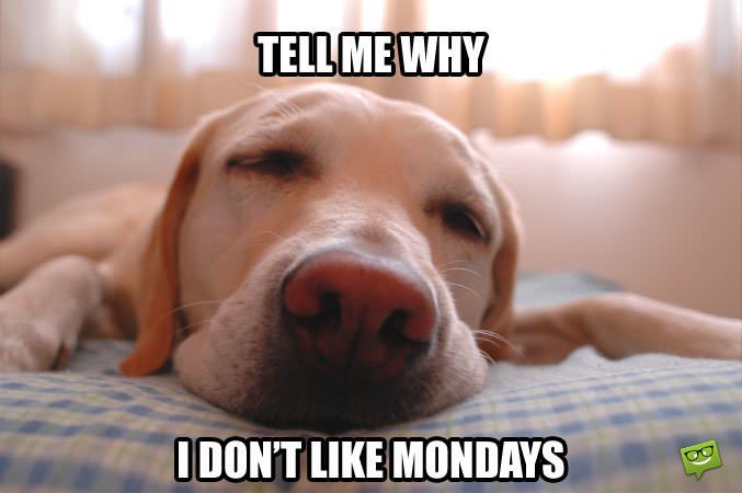 Tell me why I don't like Mondays.