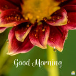 Start your day with a smile | Floral Cards Start your day with a smile | Floral Cards