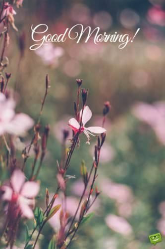 Fresh Inspirational Good Morning Quotes for the Day  Get 