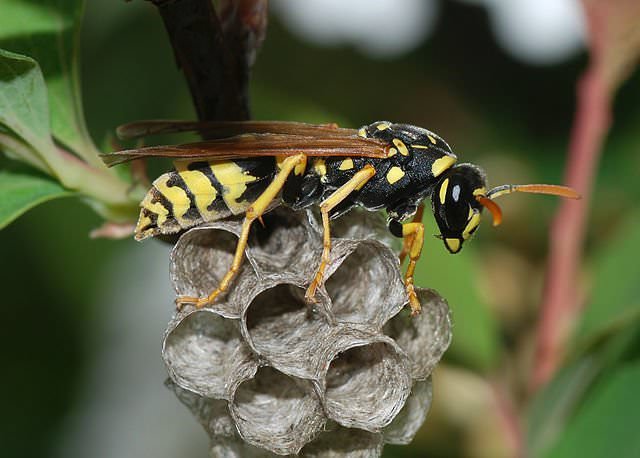 New Zealand Wasp Attack Hoax