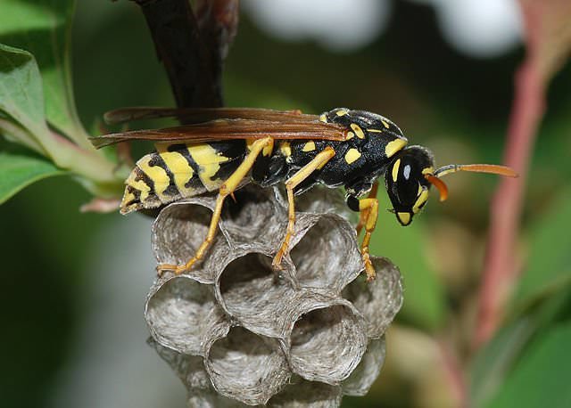 640px-Wasp_March_2008-3 | Birthday Wishes Expert New Zealand Wasp Attack Hoax