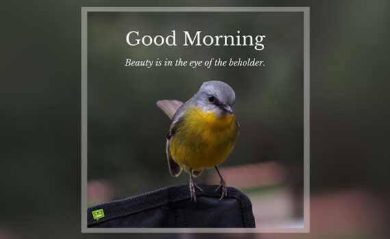 Good Morning quotes with birds.