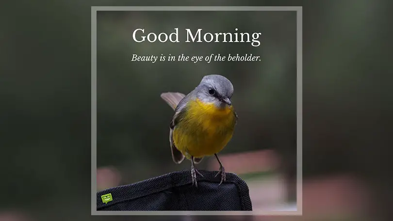 Good Morning quotes with birds.