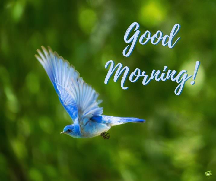 Good Morning. | Birthday Wishes Expert Good Morning.
