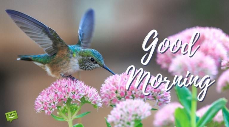 Friends for a Flying Start | Good Morning Pictures with Birds