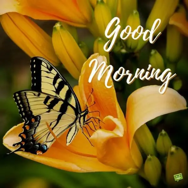 Delicate Harmony | Good Morning Pics with Butterflies