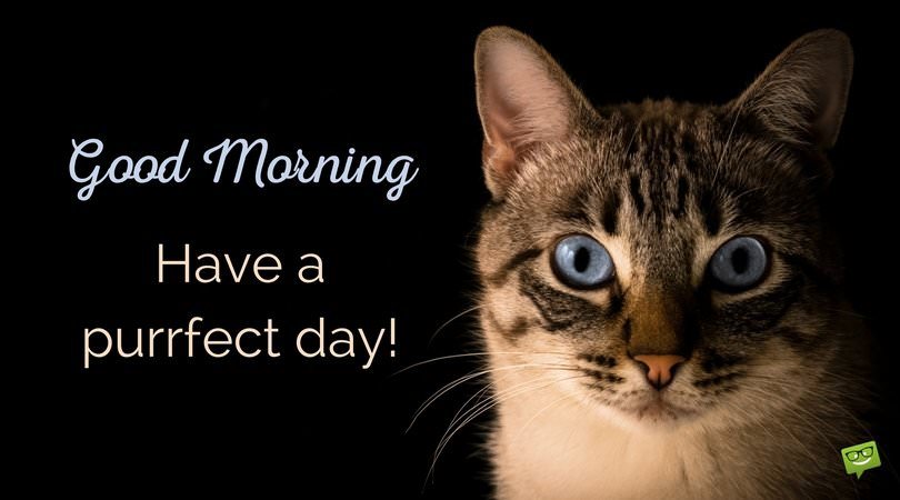 Good morning. Have a purrfect day!