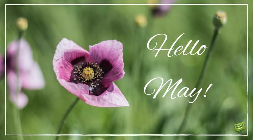 Hello, May  Quotes About Spring in Bloom