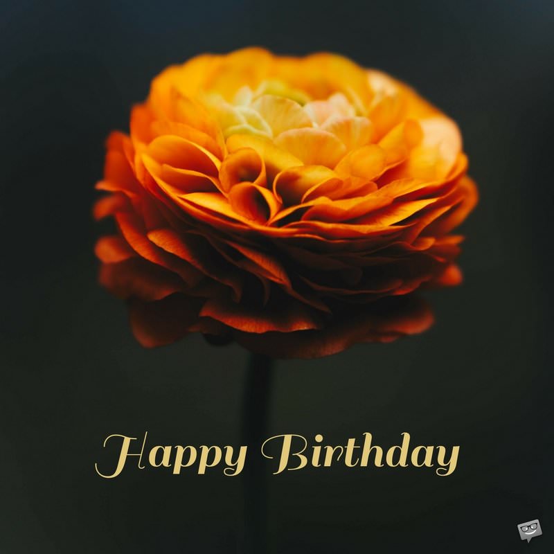 Birthday-greetings-on-photo-with-flower.jpg