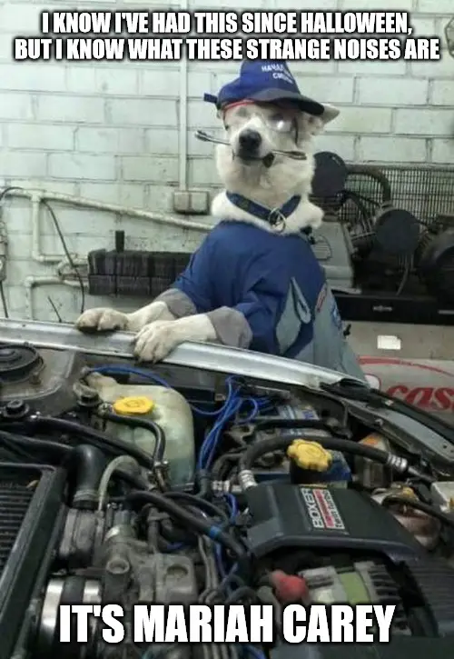 Mariah Carey Dog Car Mechanic Meme.