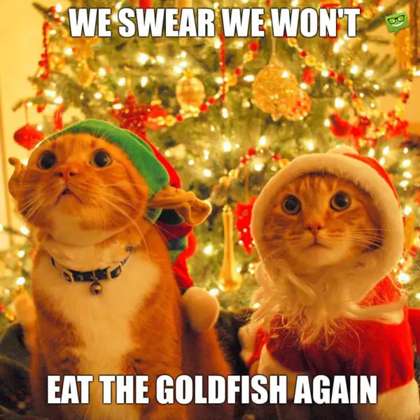 We swear we won't eat the goldfish again.