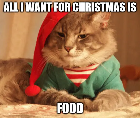 all i want for Christmas is food - funny cat Christmas meme.