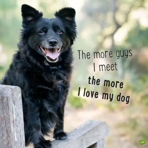 Cute love quote for one | Birthday Wishes Expert's puppy. The more guys I meet, The more I love my dog.