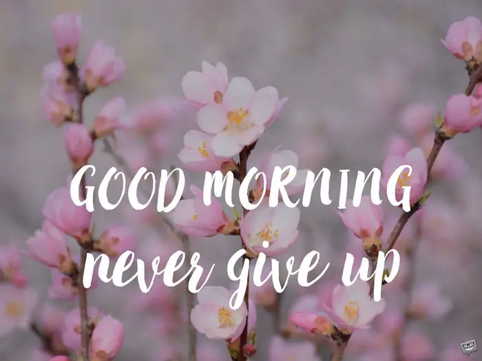 Good Morning. Never give up. | Birthday Wishes Expert Good Morning. Never give up.