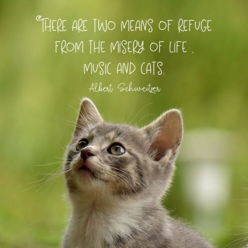 There are two means of refuge from the misery of life — music and cats. Albert Schweitzer