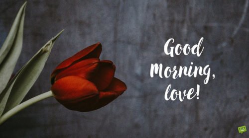 "Good Morning, love" on image of tulip. | Birthday Wishes Expert Good Morning, love.