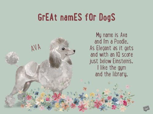 My name is Ava and I'm a Poodle. As Elegant as it gets and with an IQ score just below Einstein's. I like the gym and the library. 