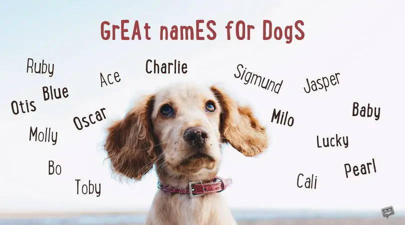 100 Great Names for Dogs and Why Pick Them