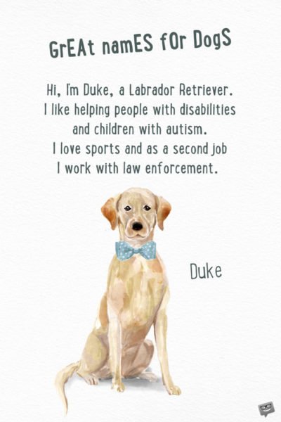 Hi, I'm Duke, a Labrador Retriever. I like helping people with disabilities and children with autism. I love sports and as a second job I work with law enforcement. 