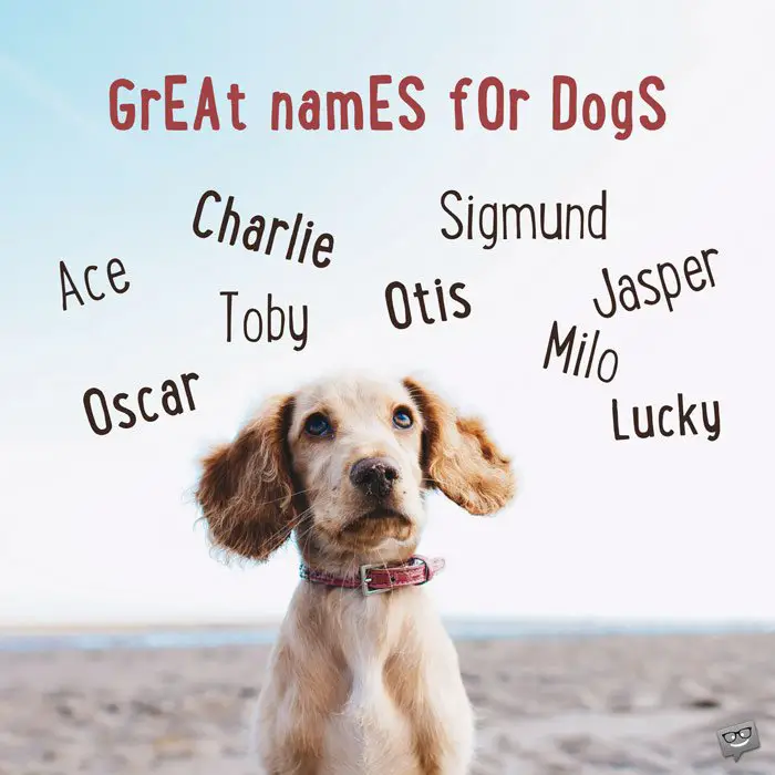 Great names for dogs.