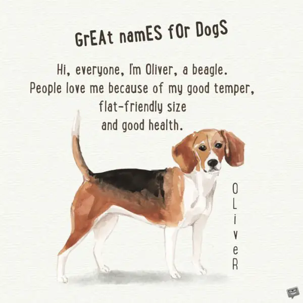 Hi, everyone, I'm Oliver, a beagle. People love me because of my good temper, flat-friendly size and good health.