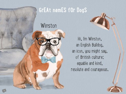 Hi, I'm Winston, an English Bulldog, an icon, you might say, of British culture; equable and kind, resolute and courageous.