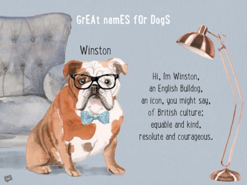 Hi, I | Birthday Wishes Expert'm Winston, an English Bulldog, an icon, you might say, of British culture; equable and kind, resolute and courageous. Hi, I'm Winston, an English Bulldog, an icon, you might say, of British culture; equable and kind, resolute and courageous.