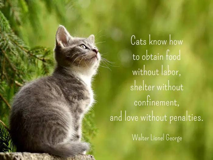 Cats know how to obtain food without labor, shelter without confinement, and love without penalties. Walter Lionel George
