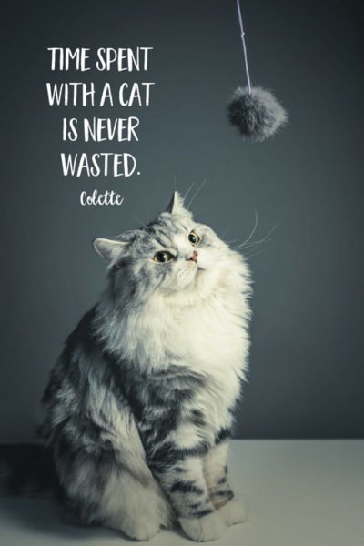 Time spent with a cat is never wasted. Colette