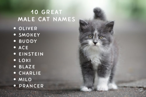 A list of 10 names for male cats.