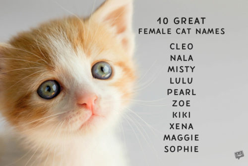 A list of 10 great names for female cats.