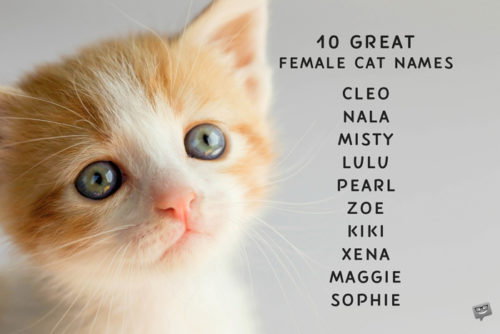 A list of 10 names for female cats on a photo of adorable orange kitten. | Birthday Wishes Expert A list of 10 great names for female cats.