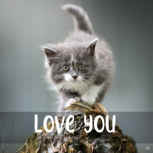 Love you quote on photo with kitten.