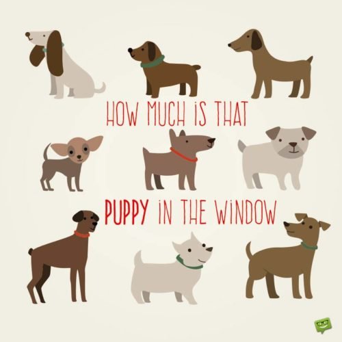 Love quote about a puppy. | Birthday Wishes Expert How much is that puppy in the window.