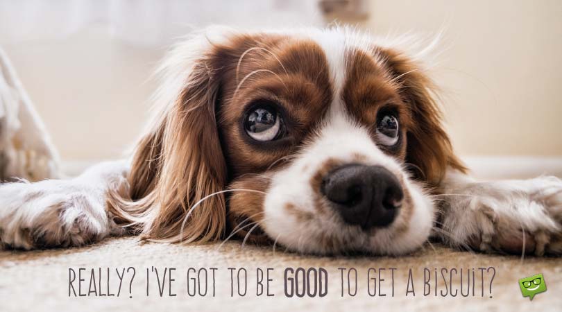 Love Quotes for my Puppy
