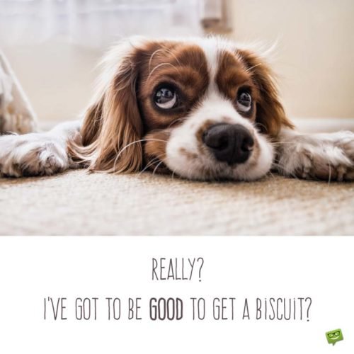 Funny love quote for dog. | Birthday Wishes Expert Really? I've got to be good to get a biscuit?