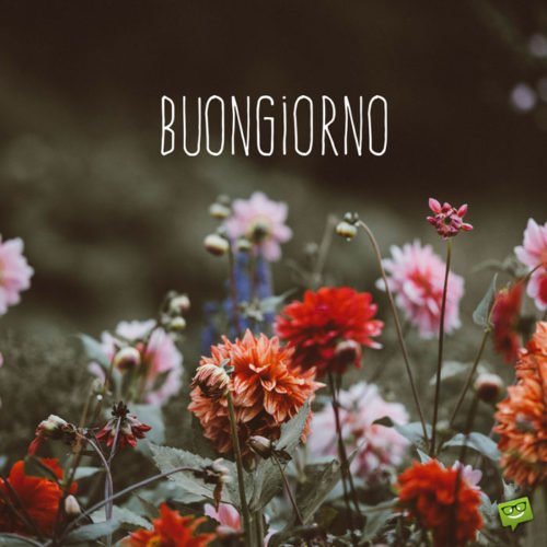 Good morning in Italian on pic with flowers. | Birthday Wishes Expert Buongiorno.