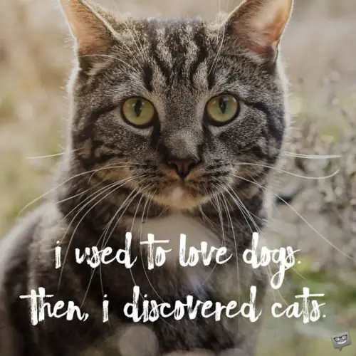 I used to love dogs. Then, I discovered cats.