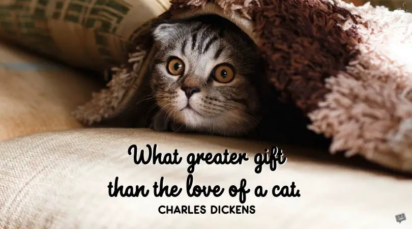 Download Love Quotes for my Kitten | Adorable Meow